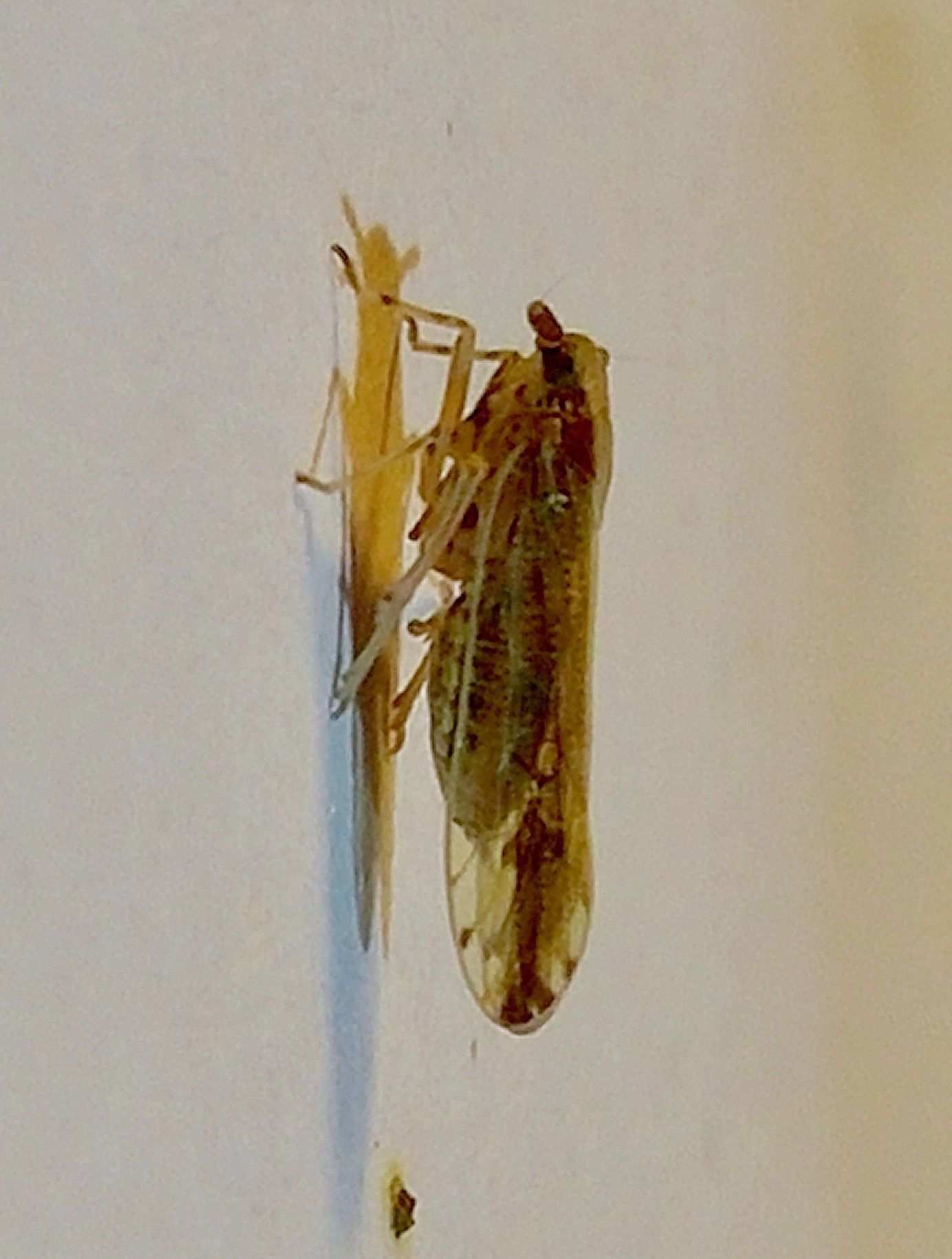 Perkinsiella saccharicida