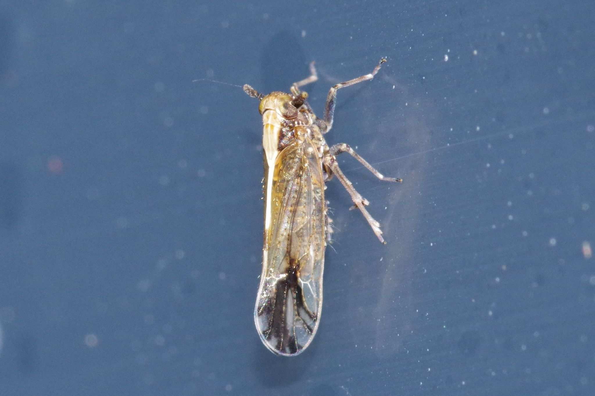 Perkinsiella saccharicida