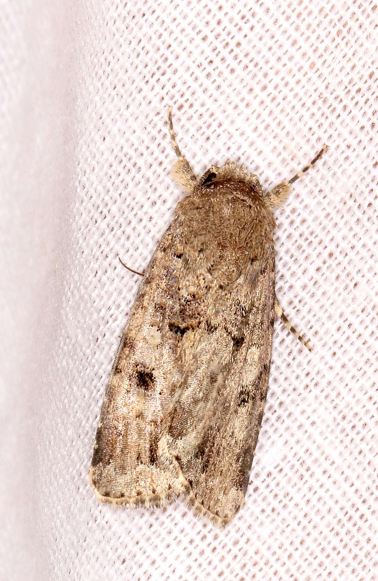 Spodoptera cilium