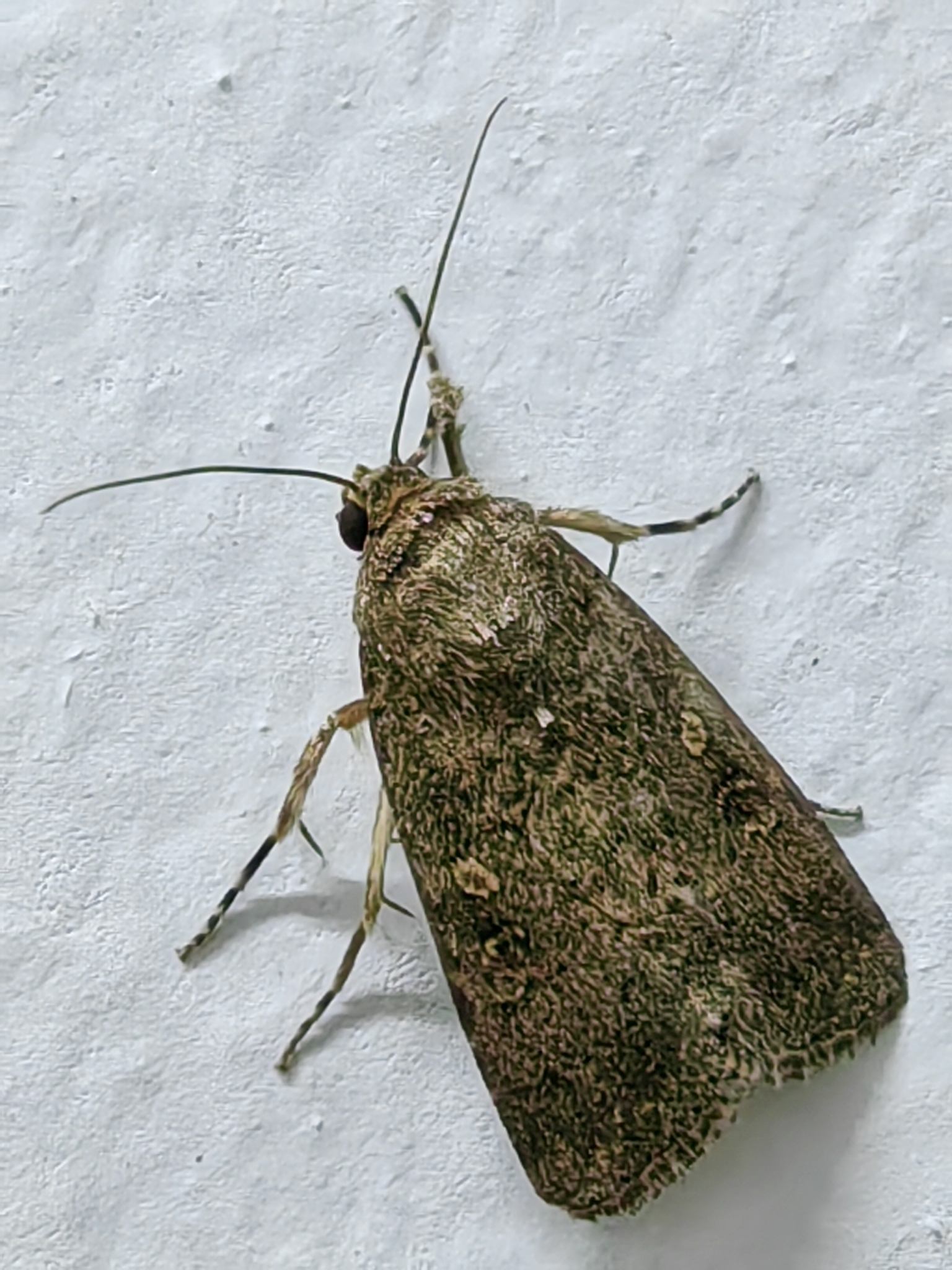 Spodoptera cilium