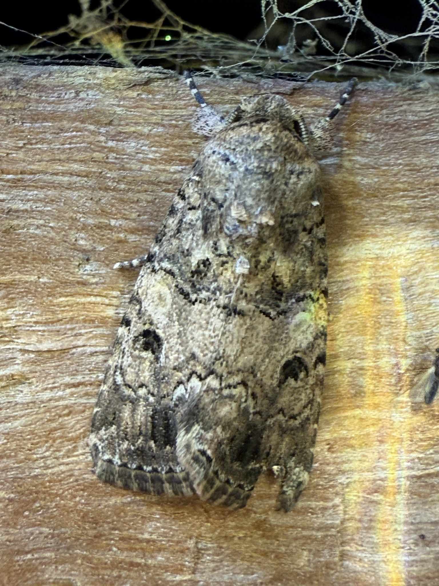 Spodoptera cilium