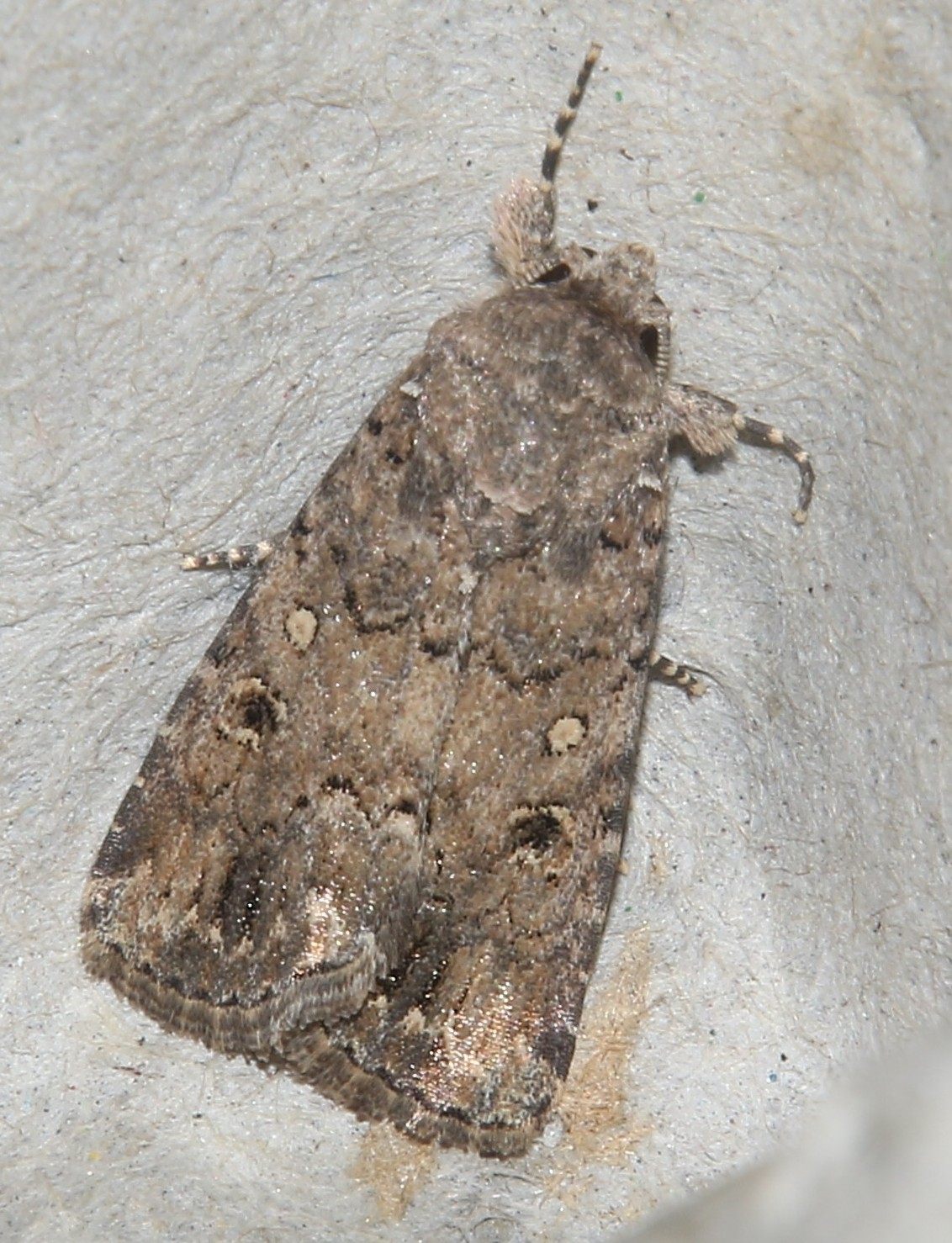 Spodoptera cilium