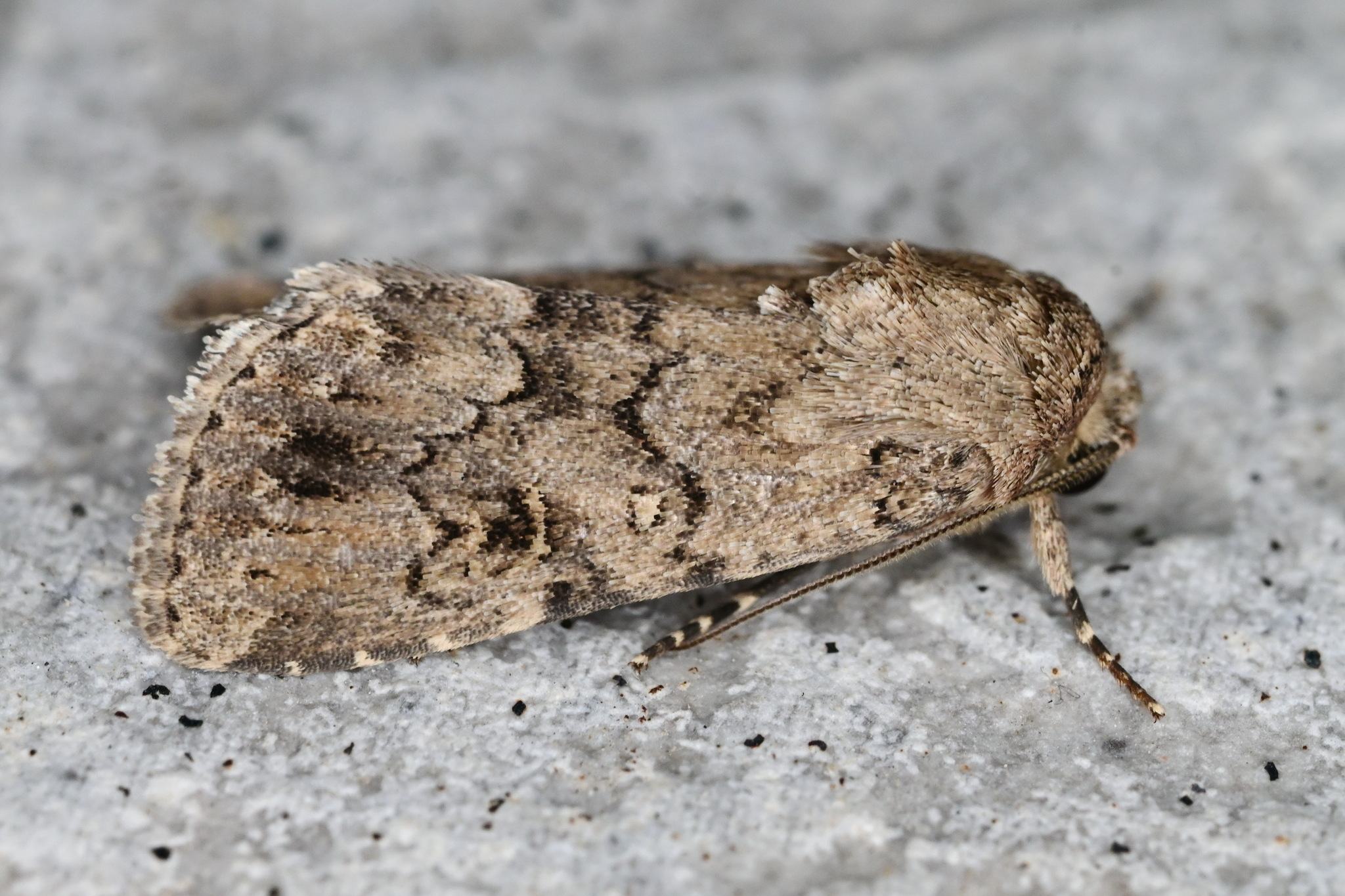 Spodoptera cilium