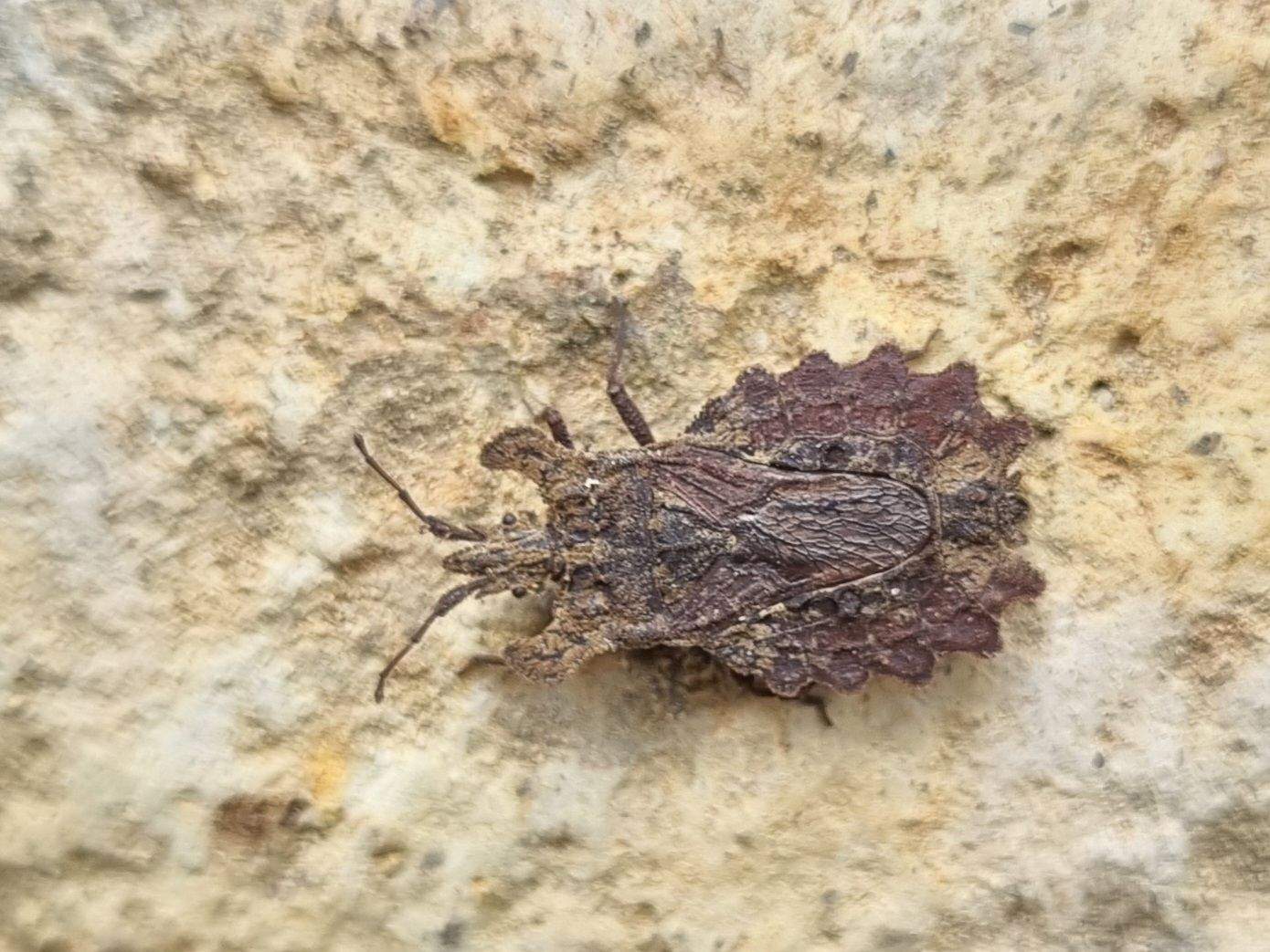 Dysodius lunatus