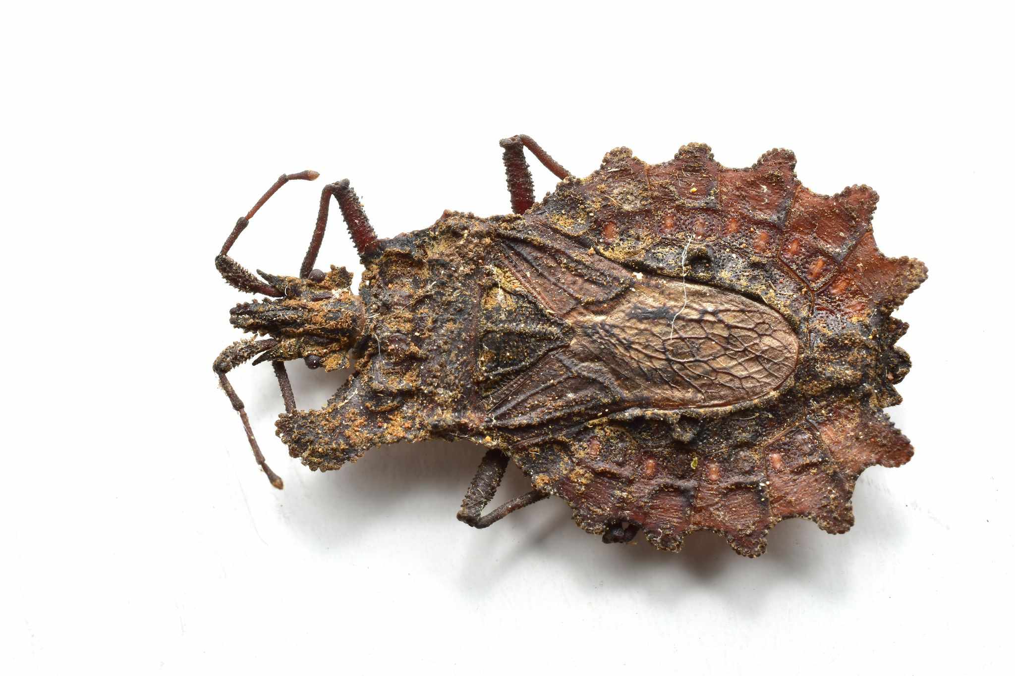 Dysodius lunatus