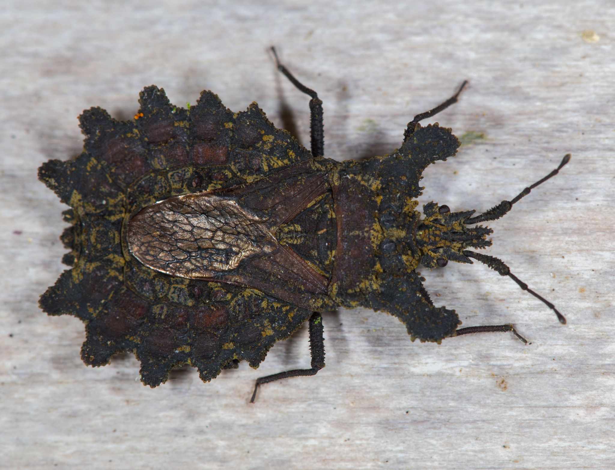 Dysodius lunatus