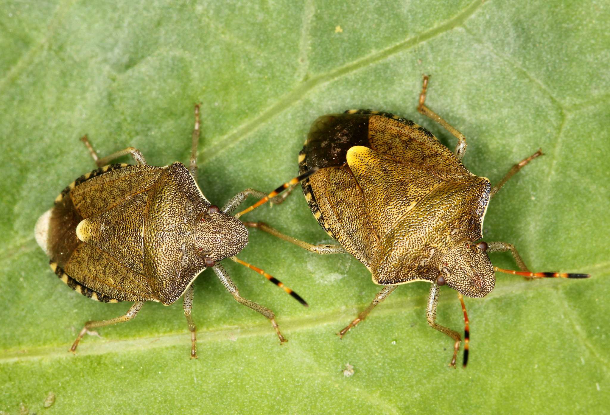 Peribalus strictus