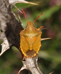 Peribalus strictus