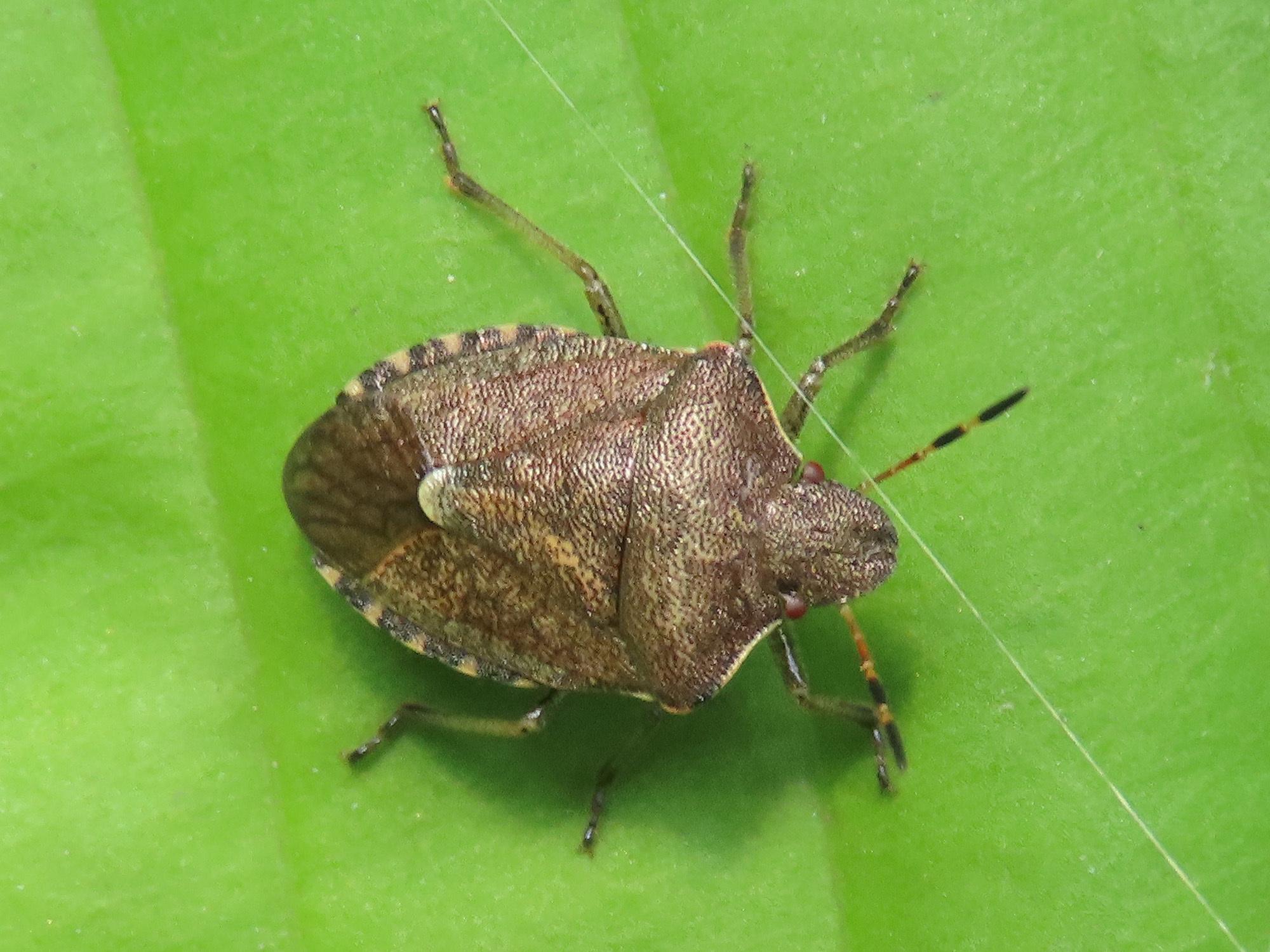 Peribalus strictus