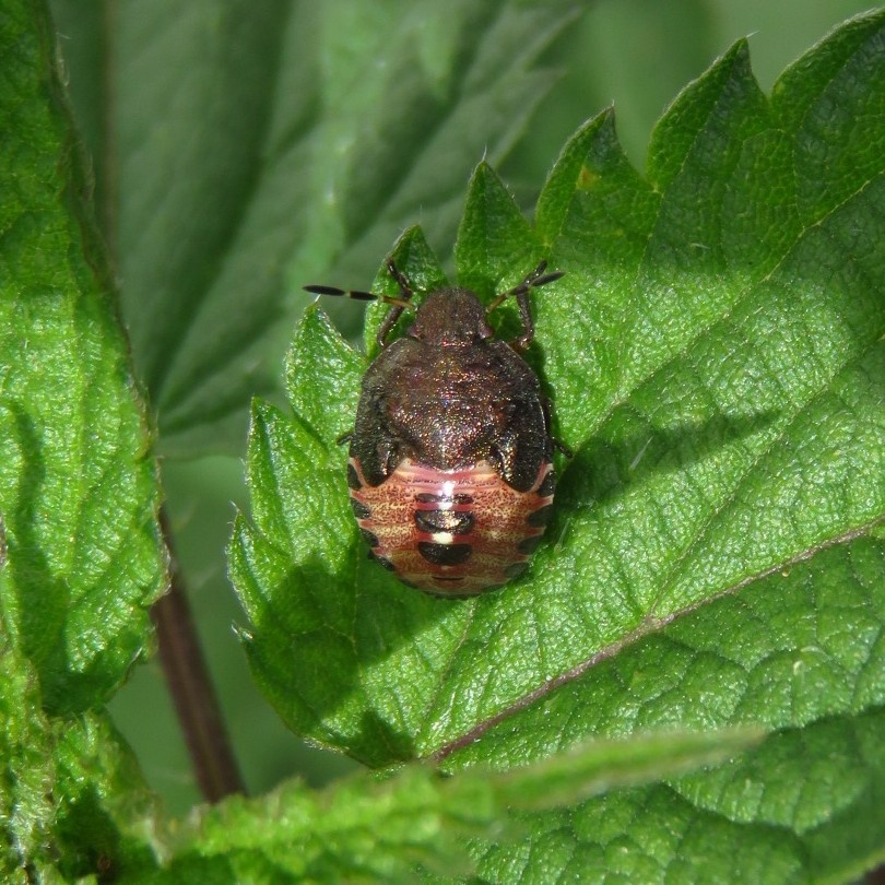 Peribalus strictus