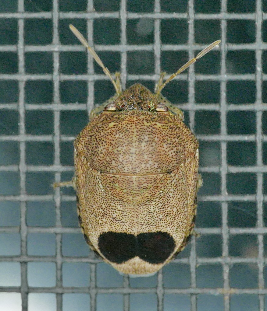 Symphylus