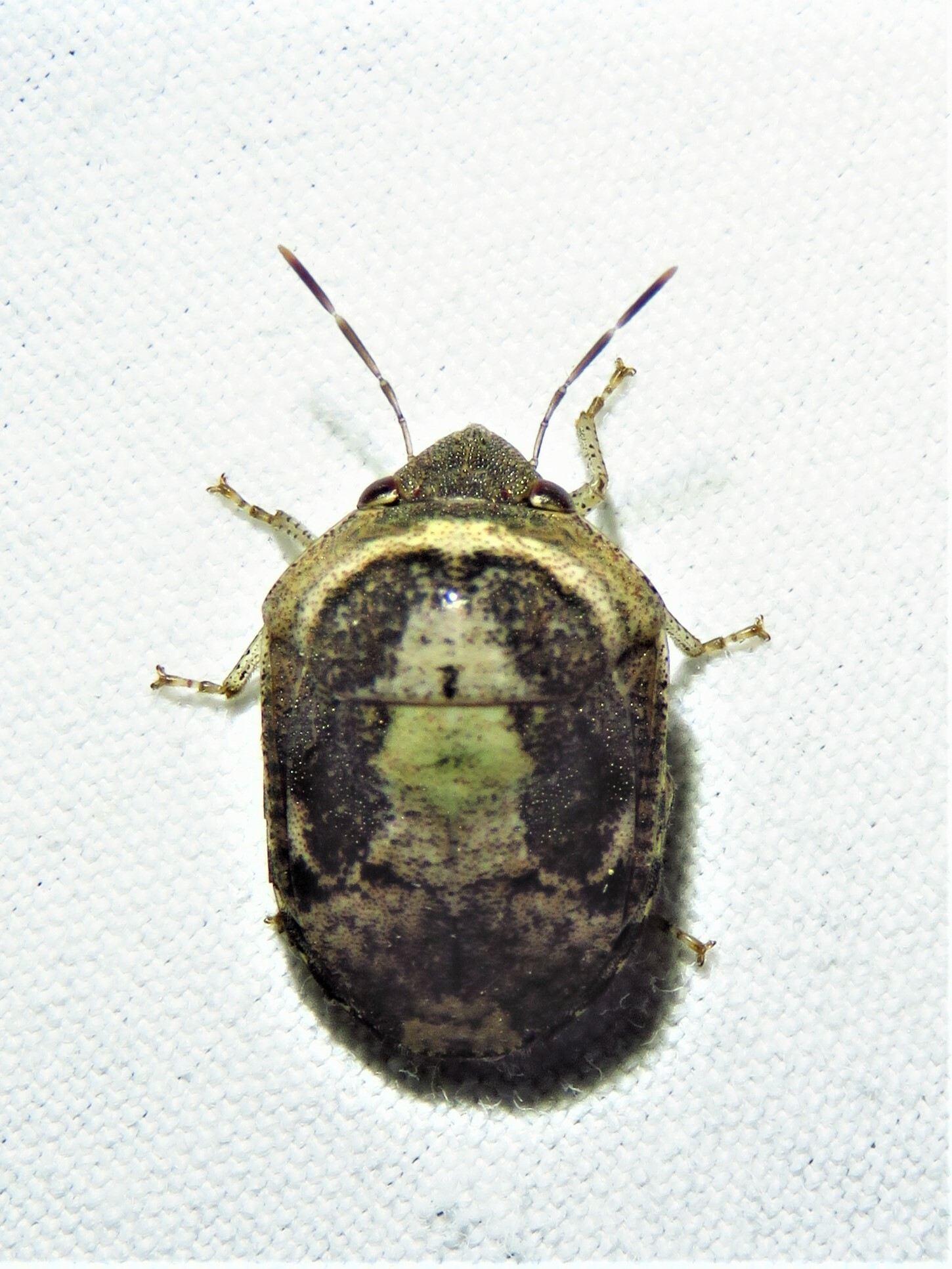Symphylus