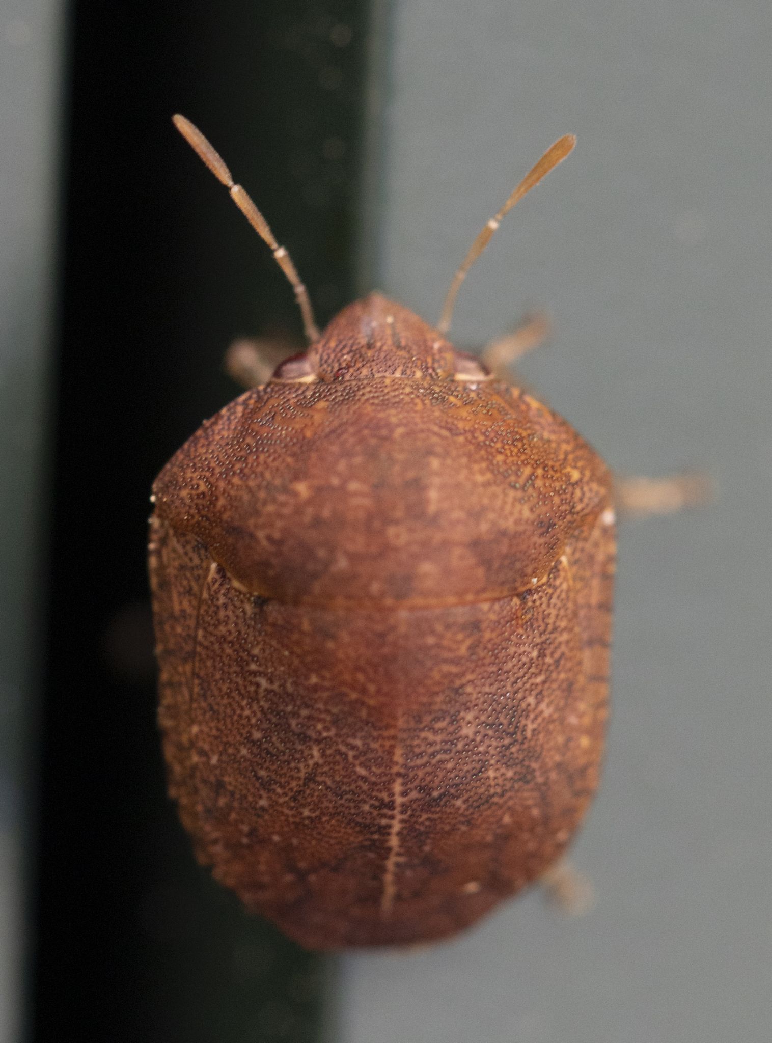 Symphylus