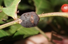Symphylus
