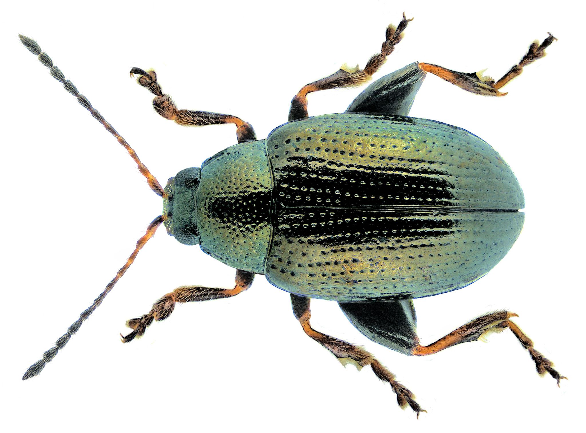 Chaetocnema concinna