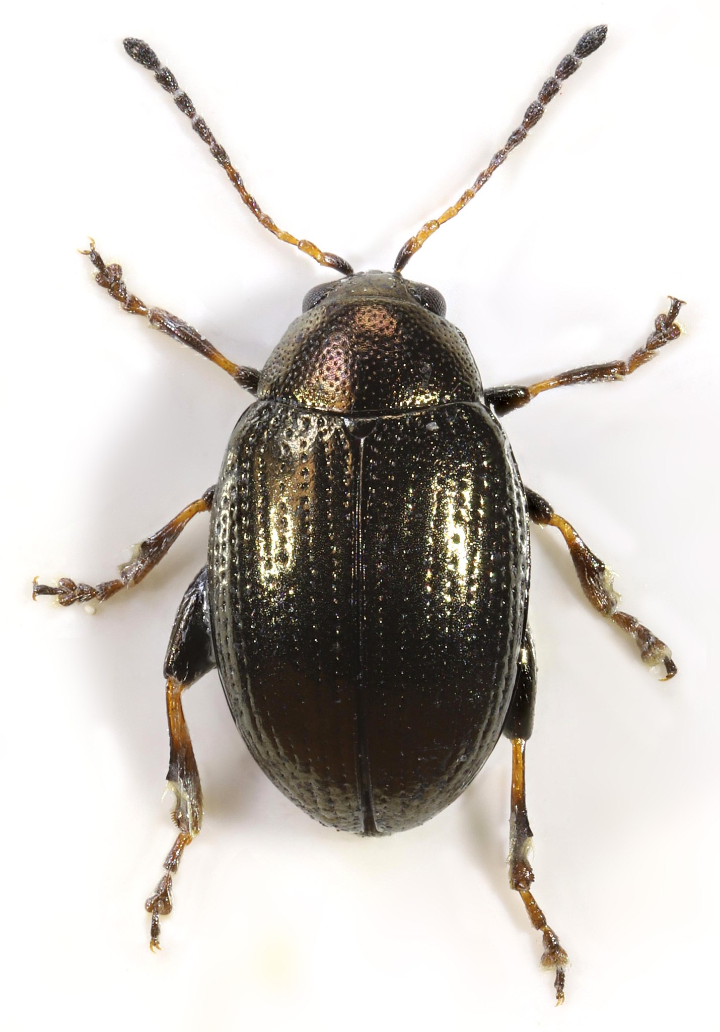 Chaetocnema concinna