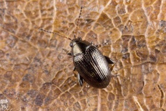 Chaetocnema concinna