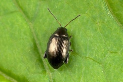 Chaetocnema concinna