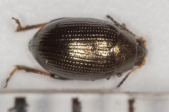 Chaetocnema concinna