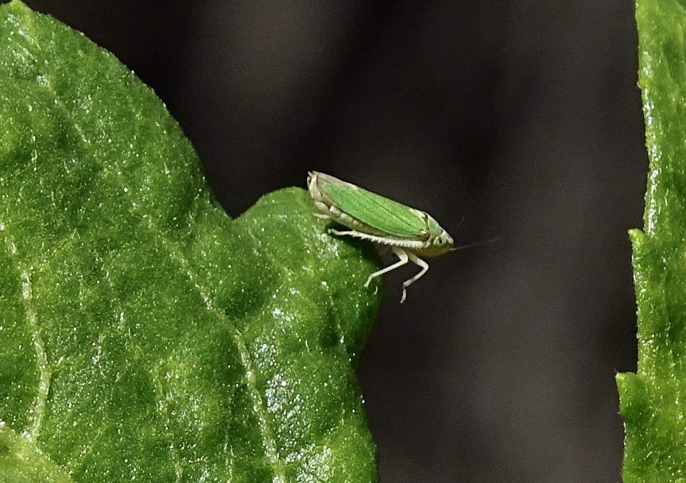 Borogonalia