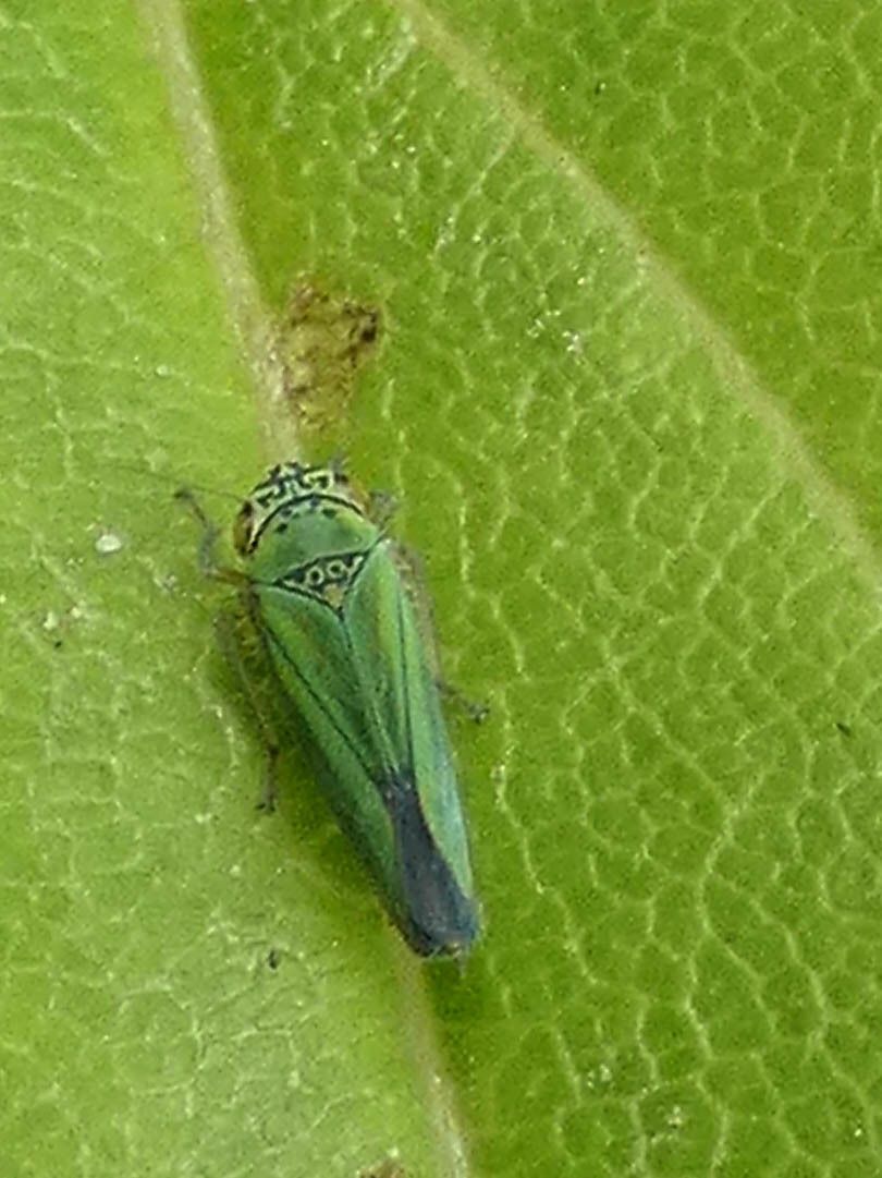 Borogonalia