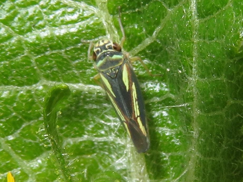 Borogonalia