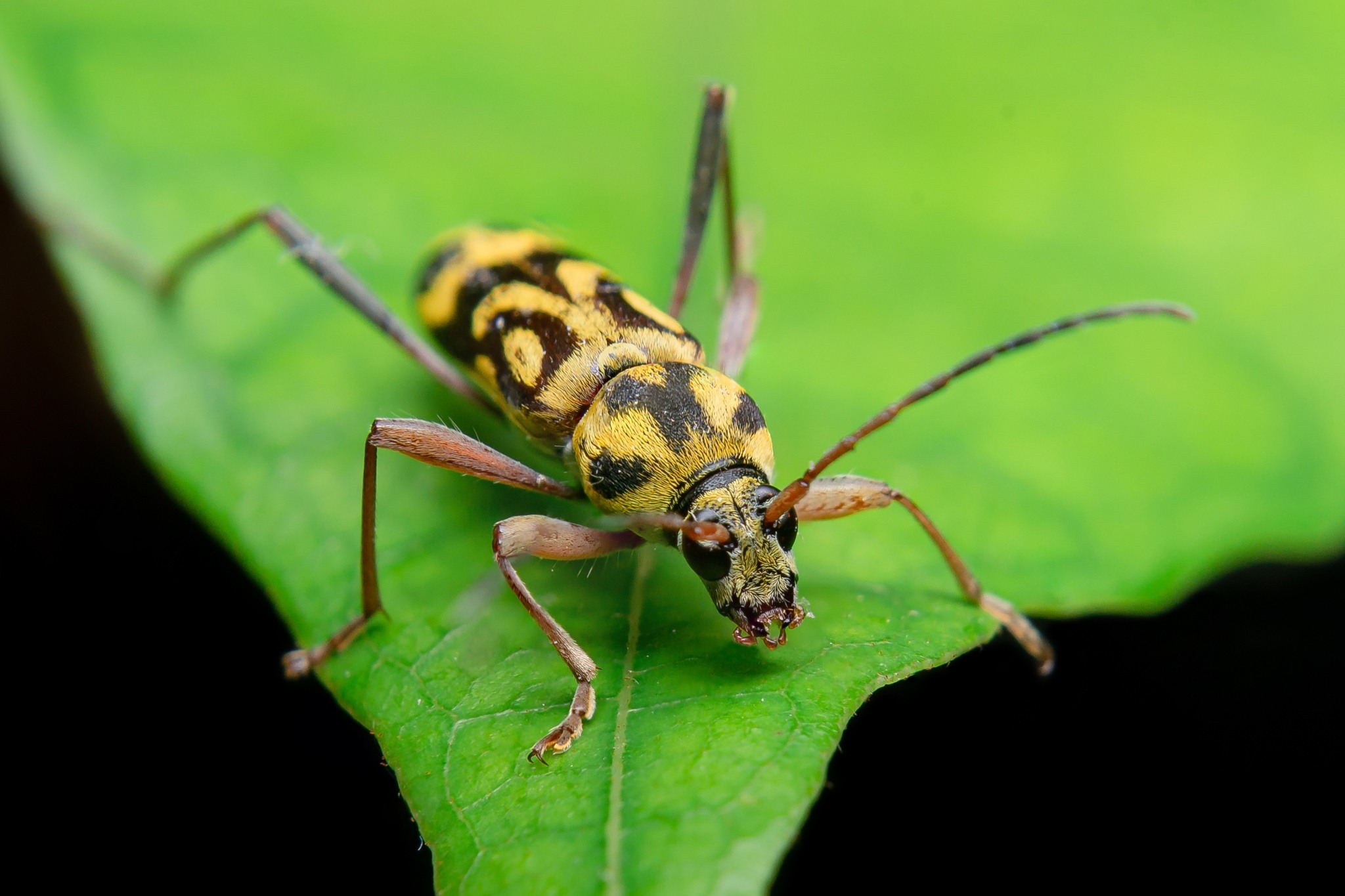 Chlorophorus annularis