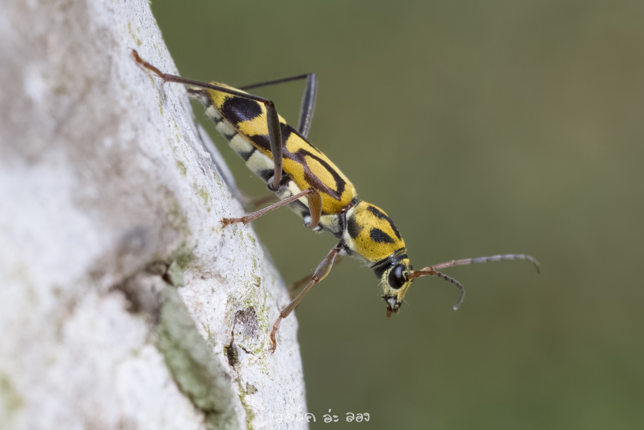 Chlorophorus annularis