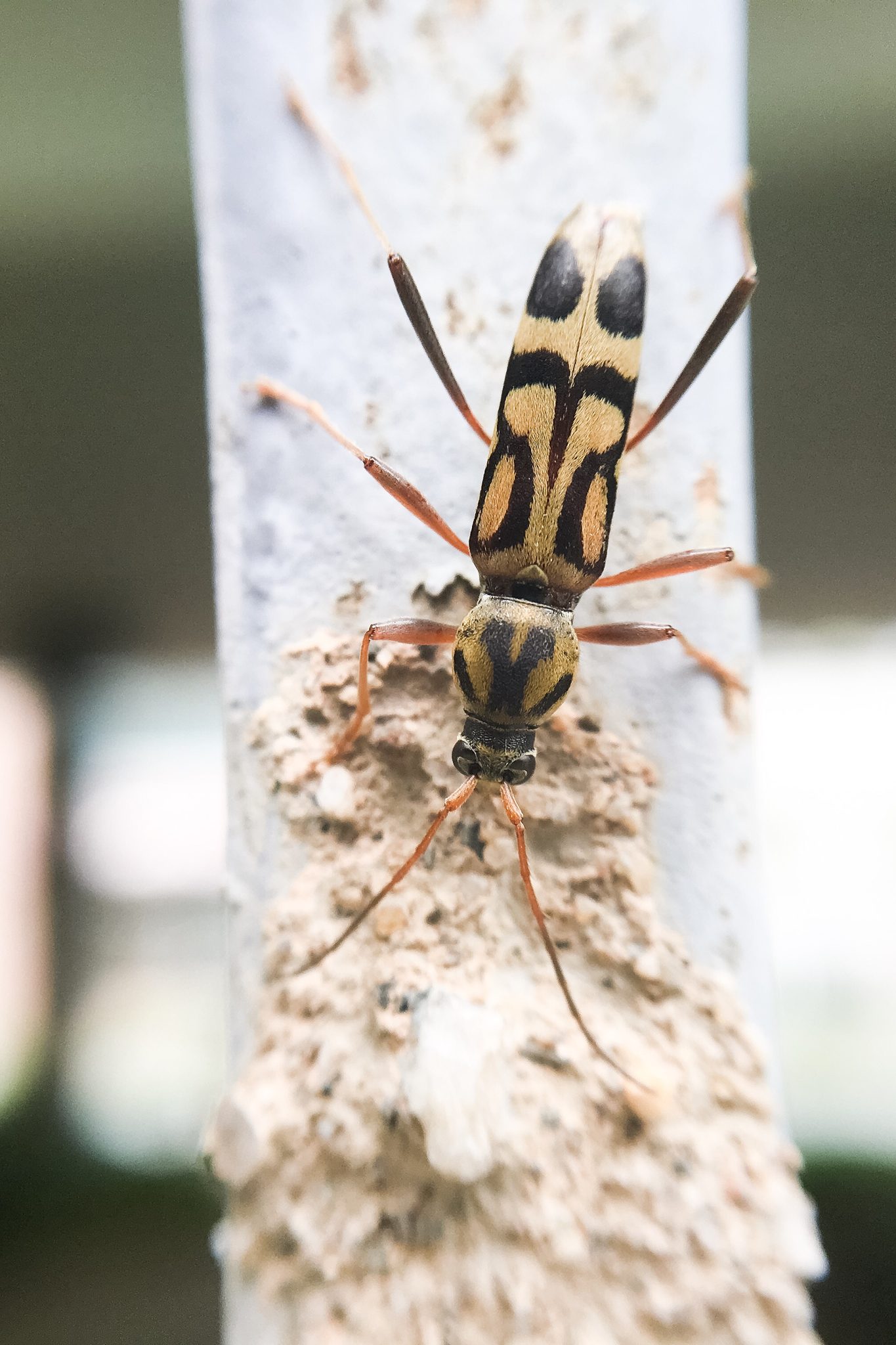 Chlorophorus annularis