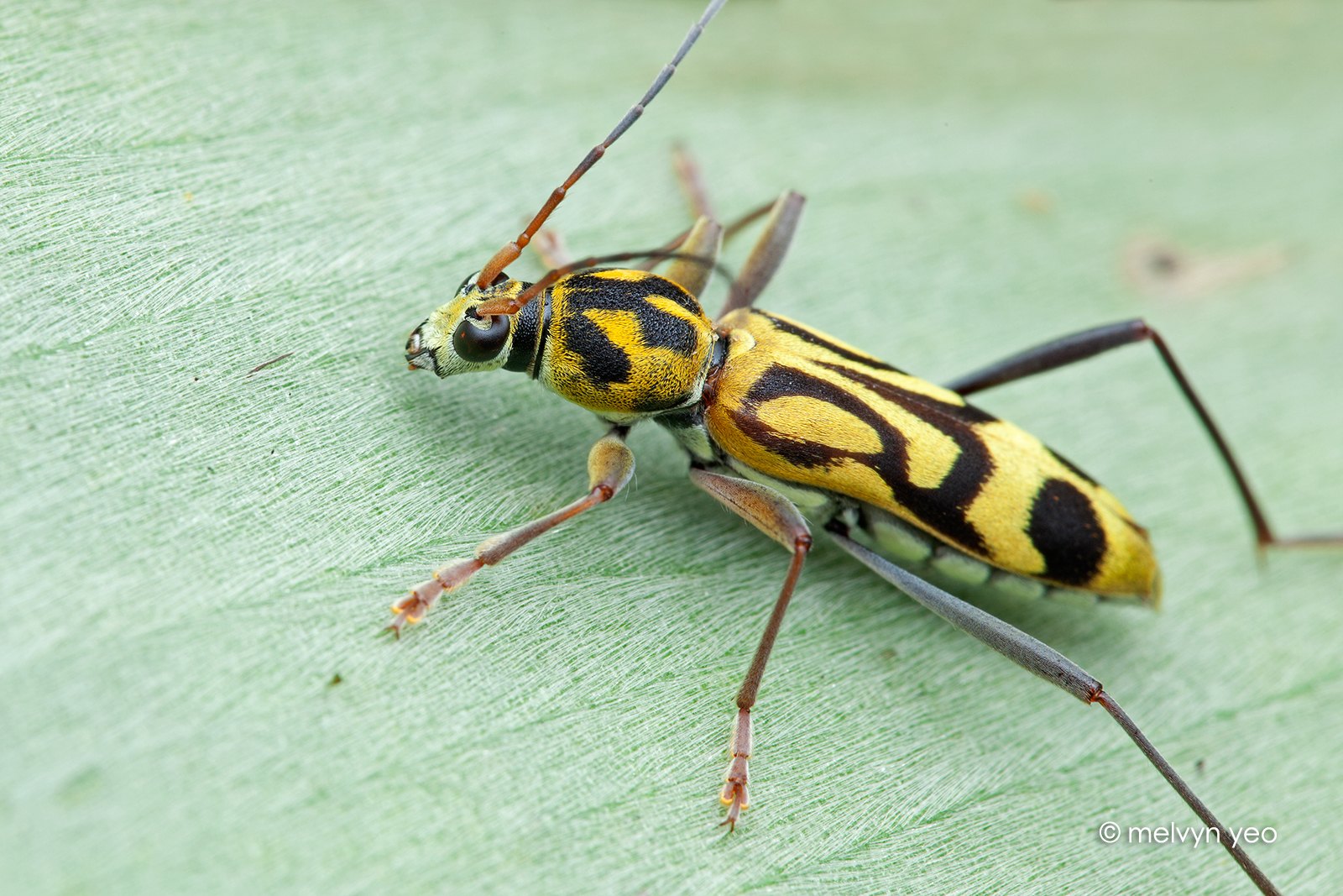 Chlorophorus annularis