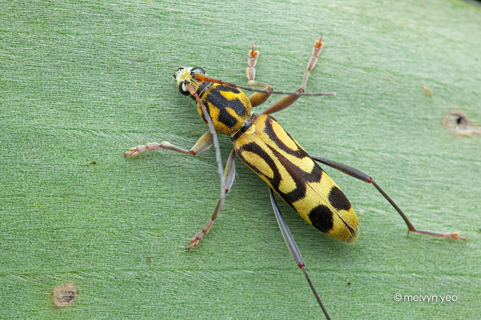 Chlorophorus annularis