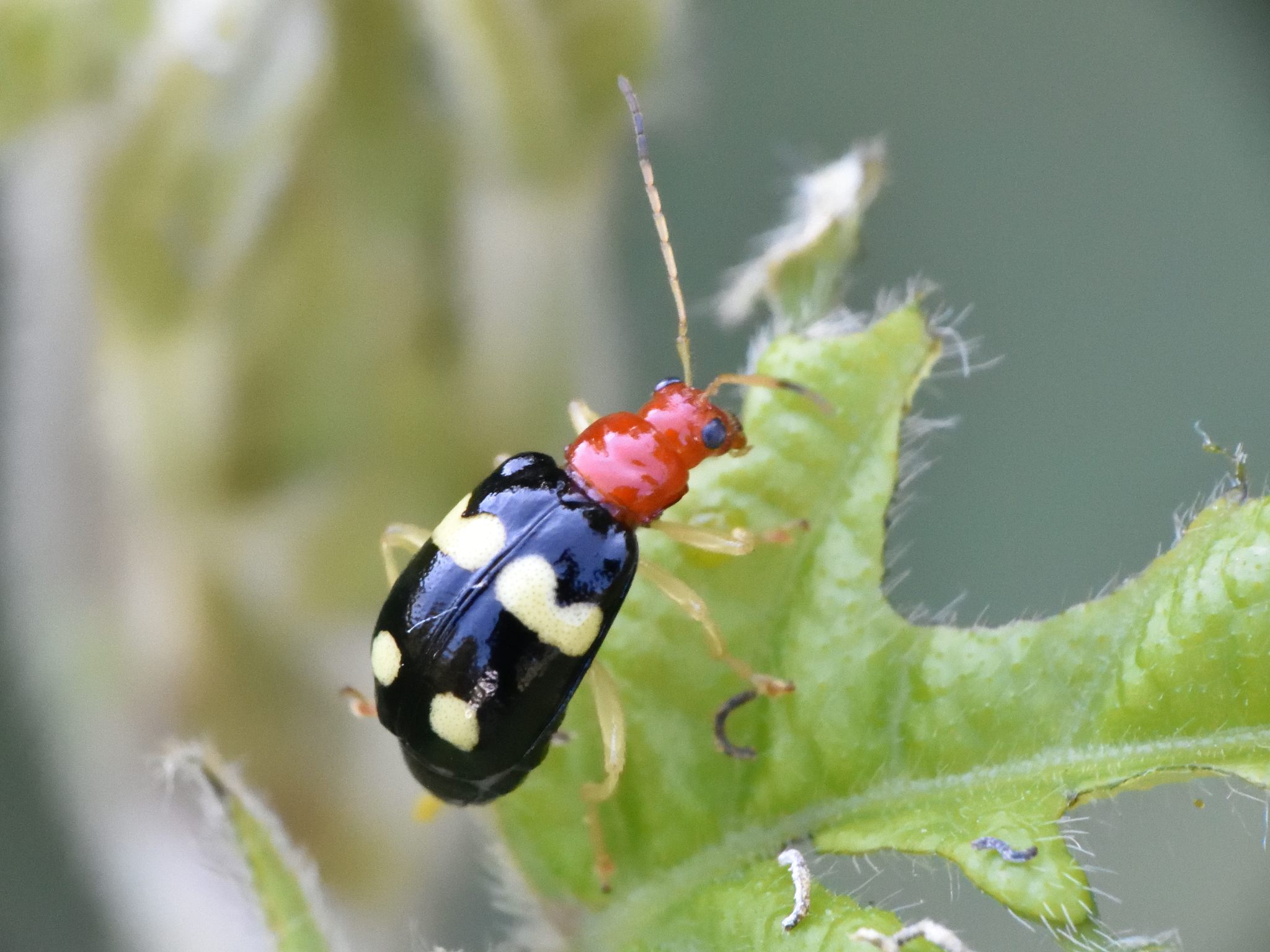 Gynandrobrotica
