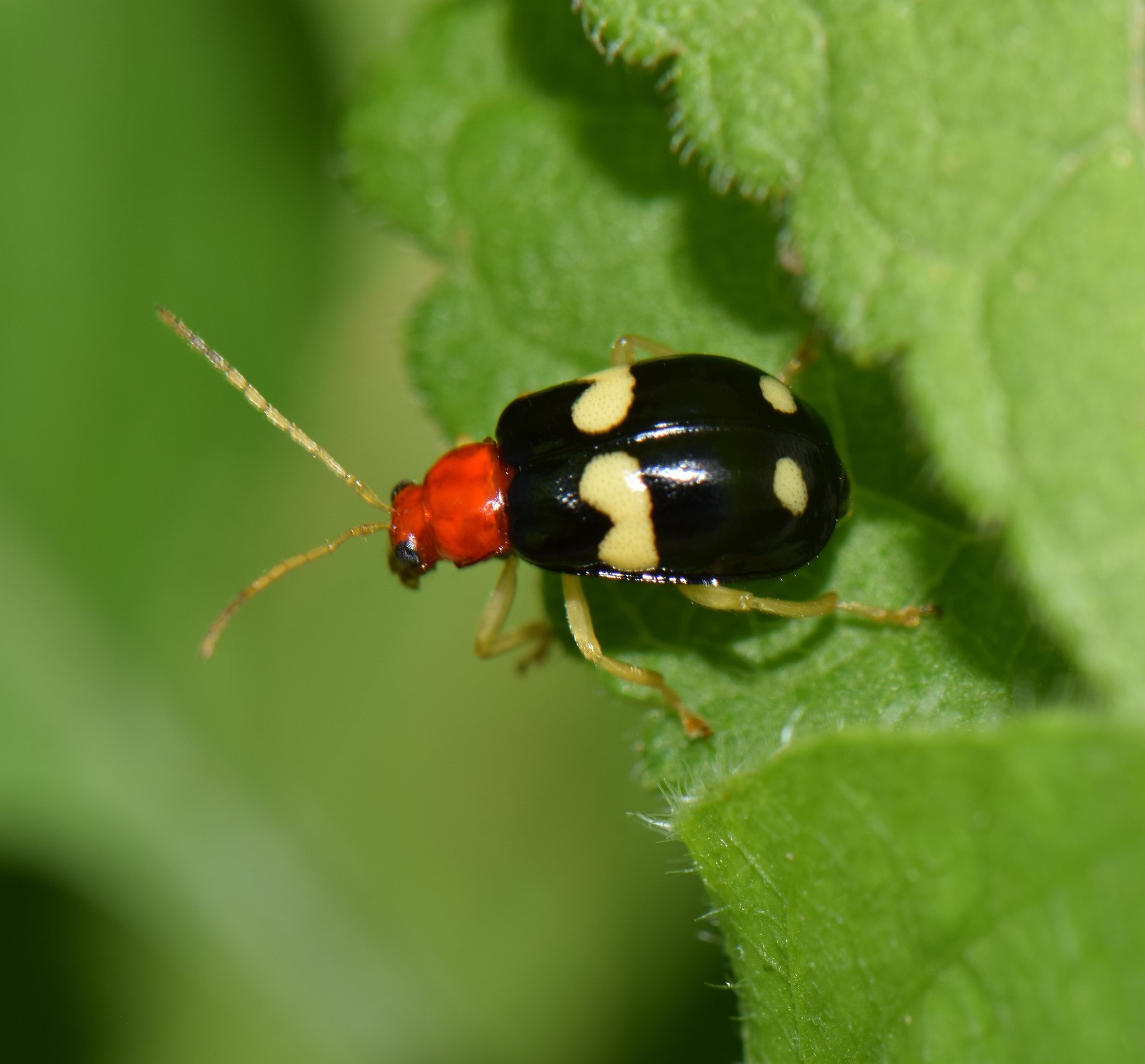 Gynandrobrotica
