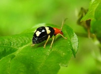 Gynandrobrotica