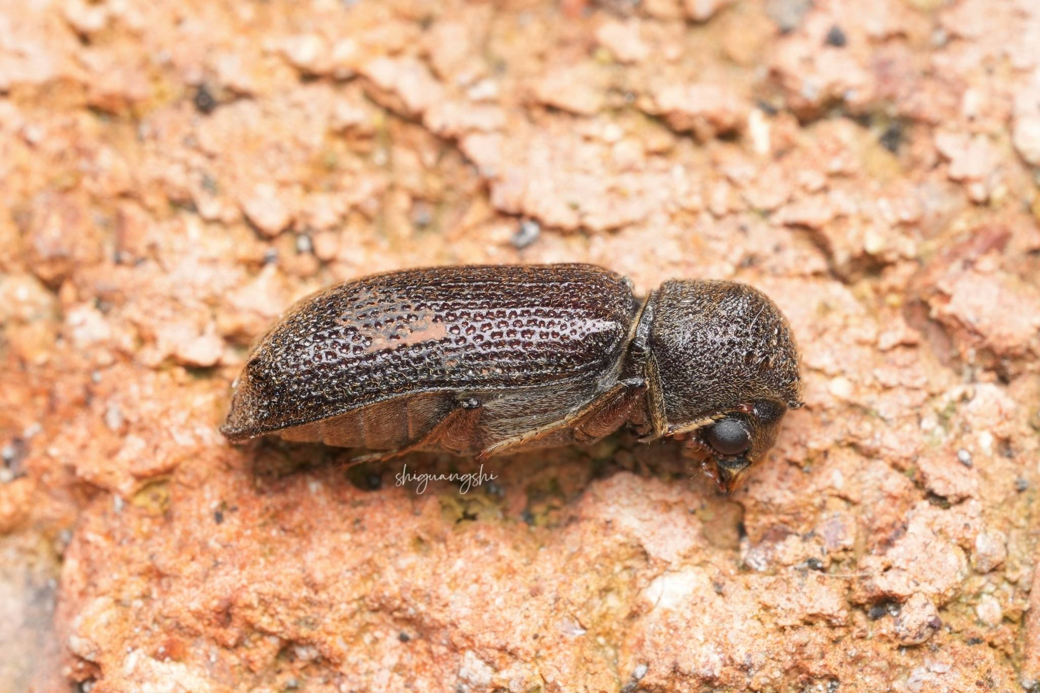 Heterobostrychus hamatipennis