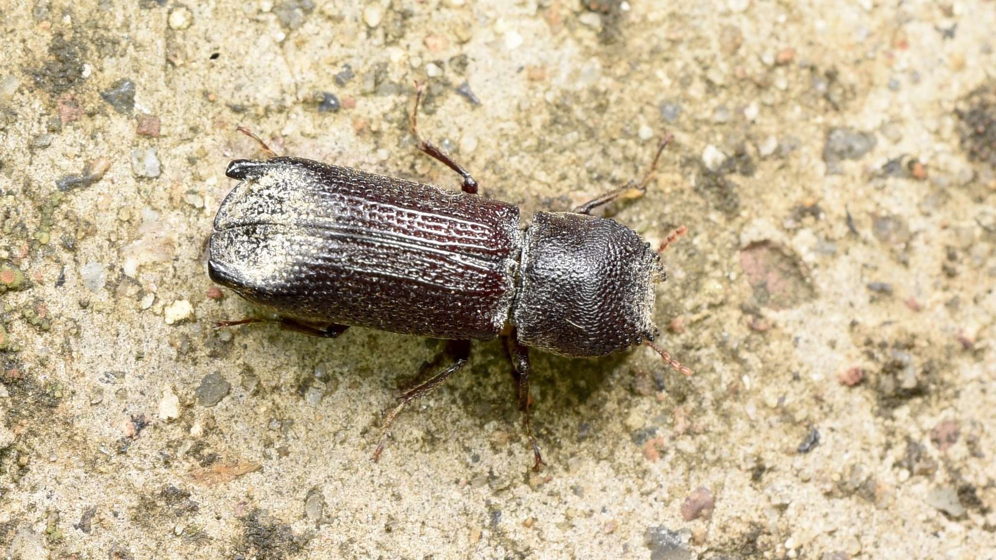 Heterobostrychus hamatipennis