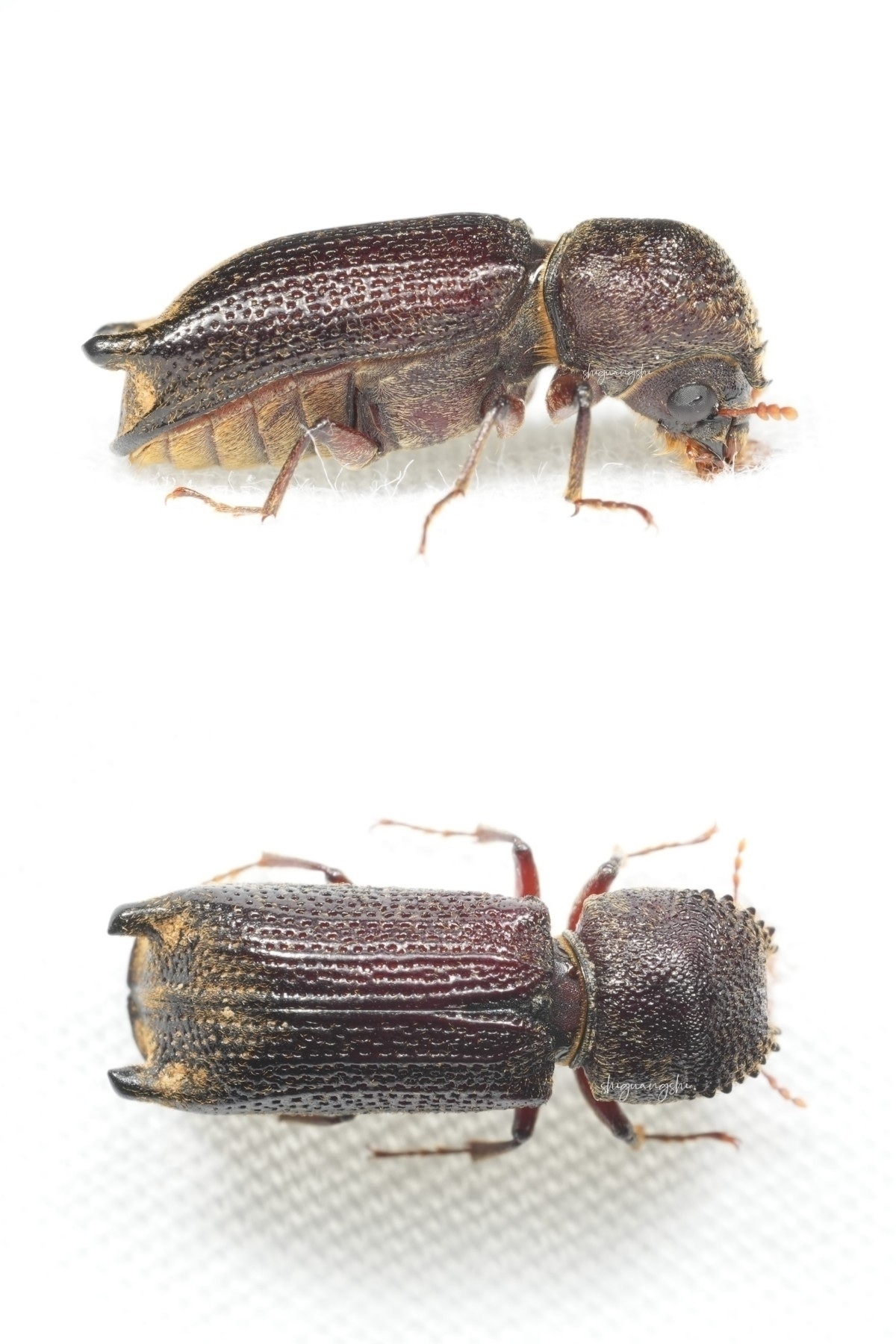 Heterobostrychus hamatipennis
