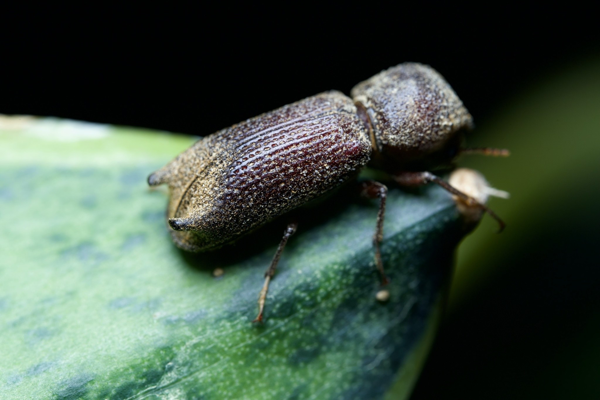 Heterobostrychus hamatipennis