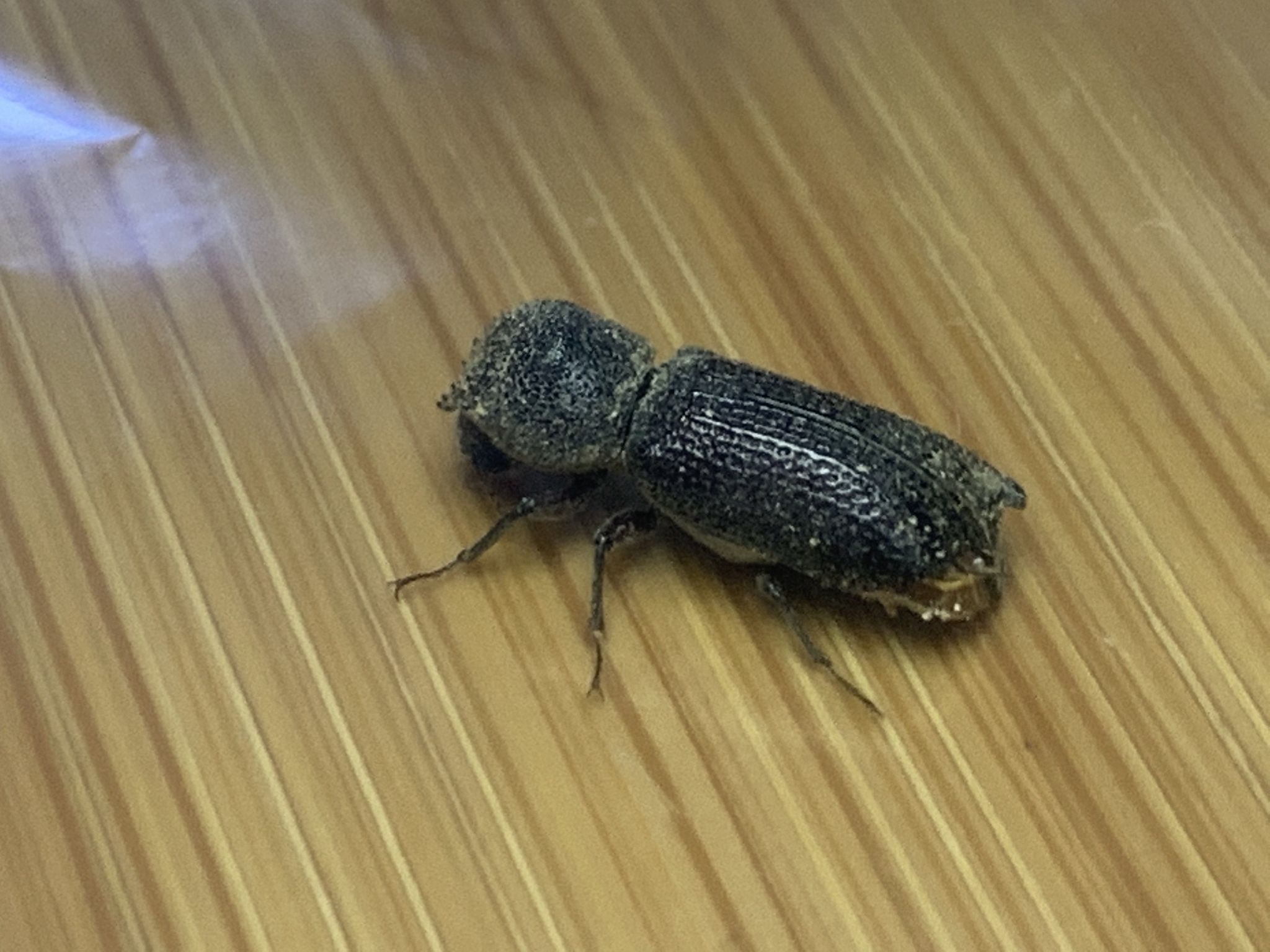 Heterobostrychus hamatipennis
