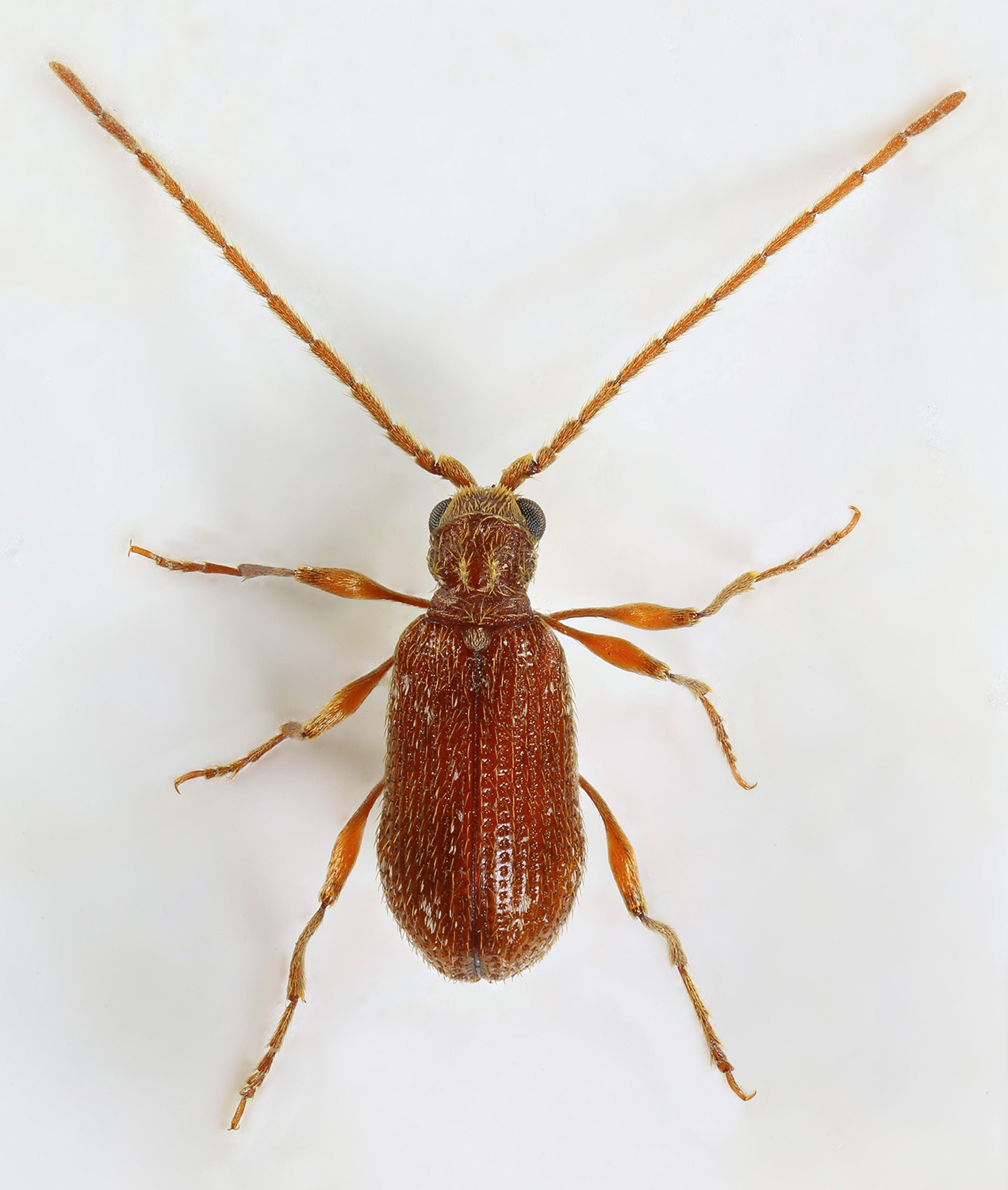 Ptinus fur