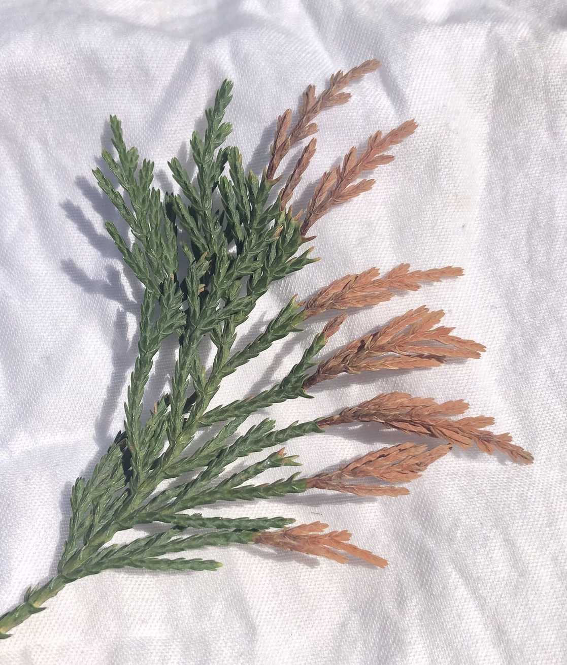 Diaporthe juniperivora