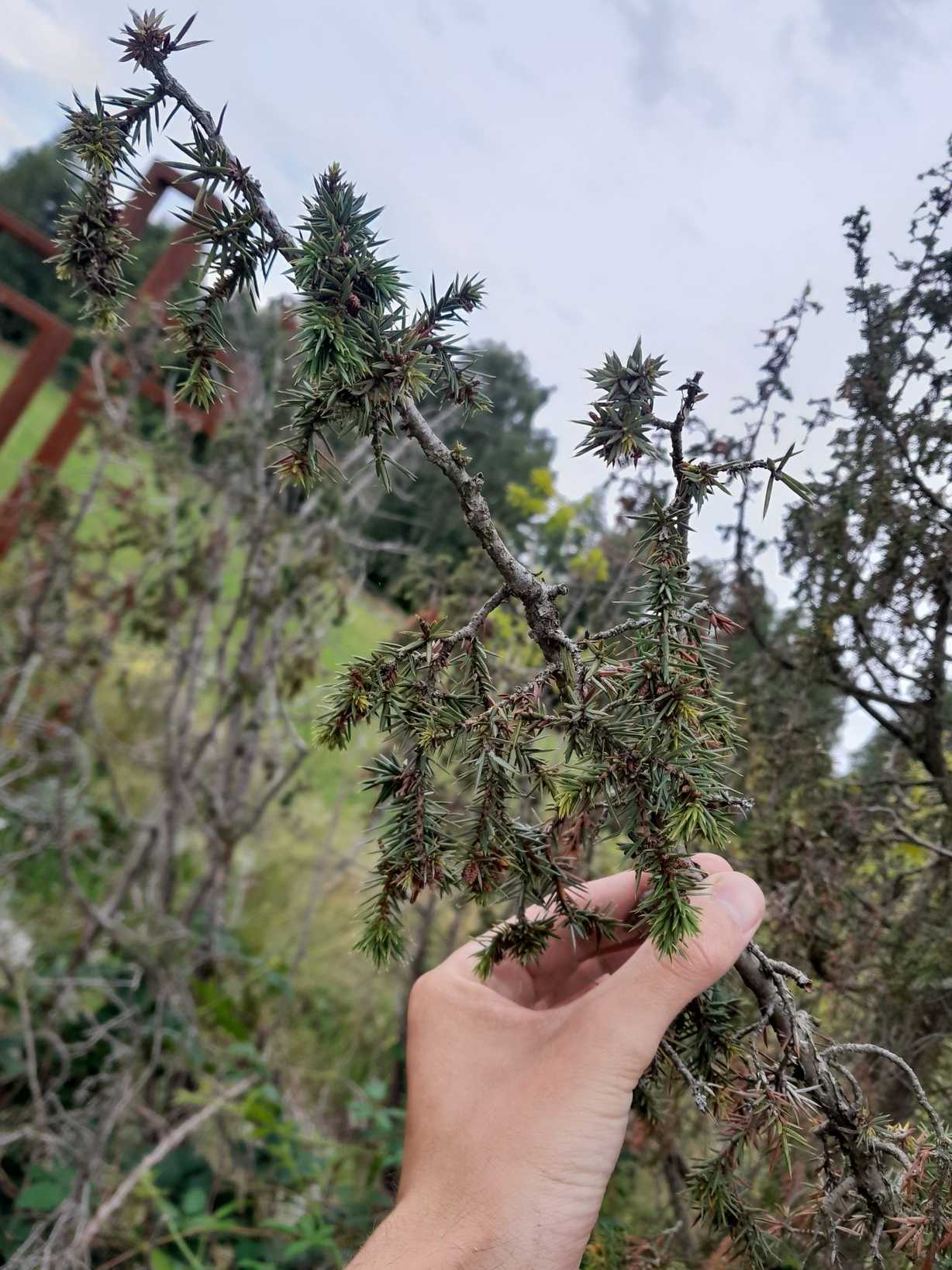 Diaporthe juniperivora