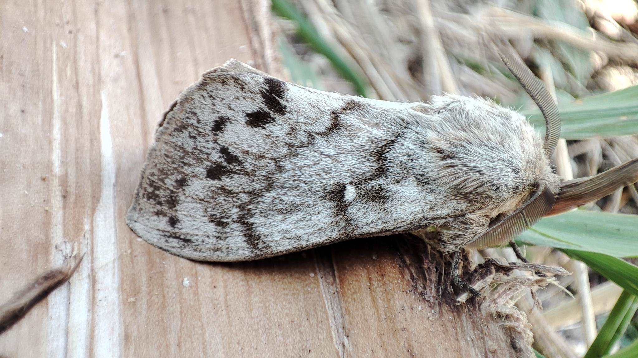 Dendrolimus sibiricus