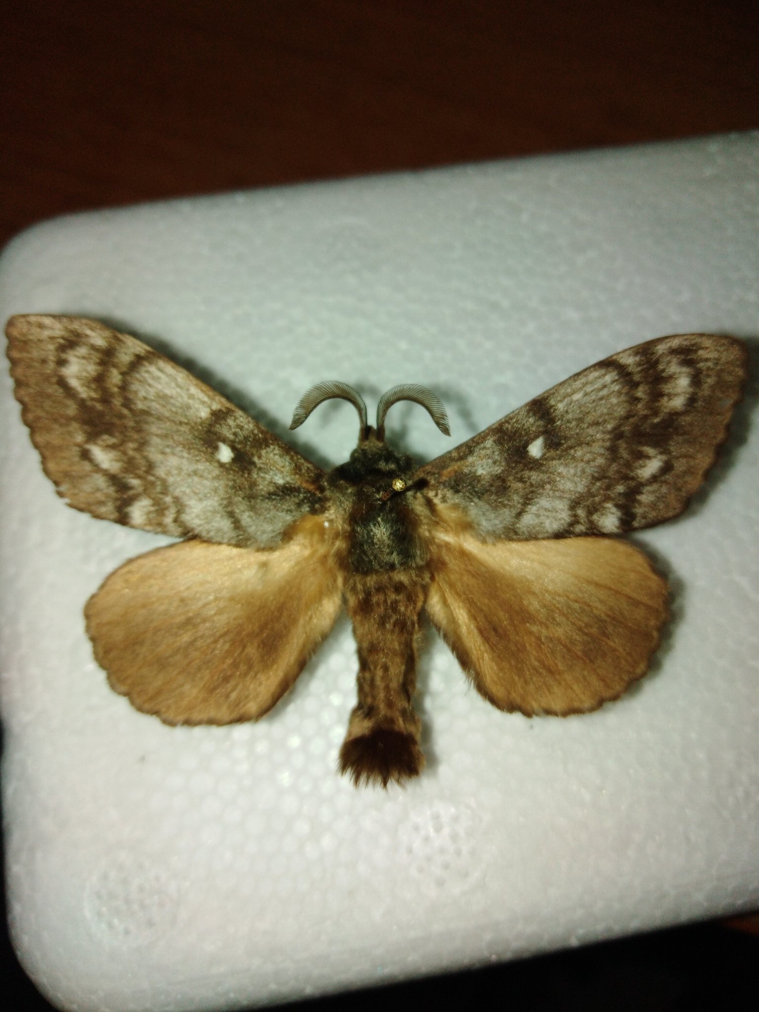 Dendrolimus sibiricus