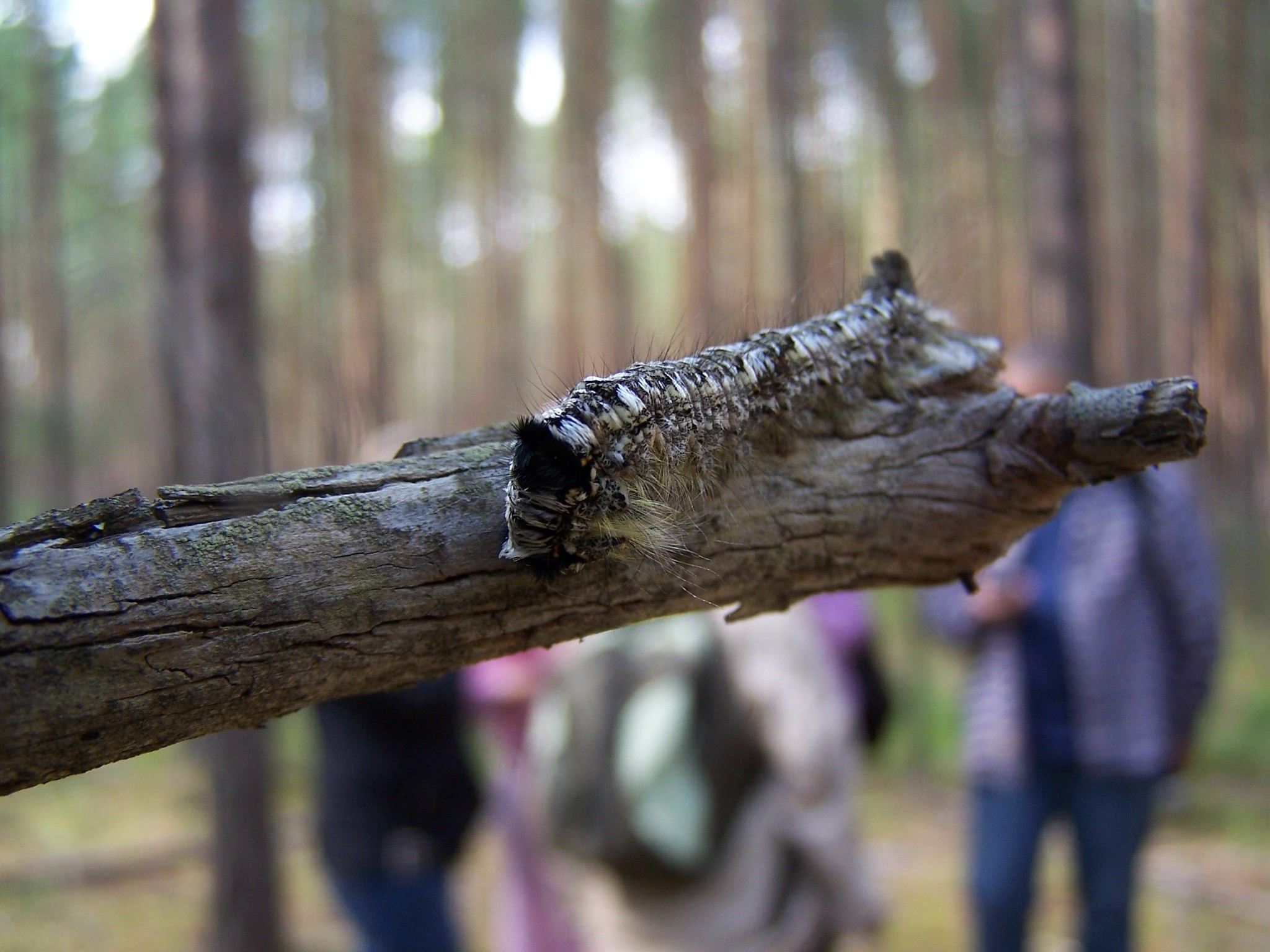 Dendrolimus sibiricus