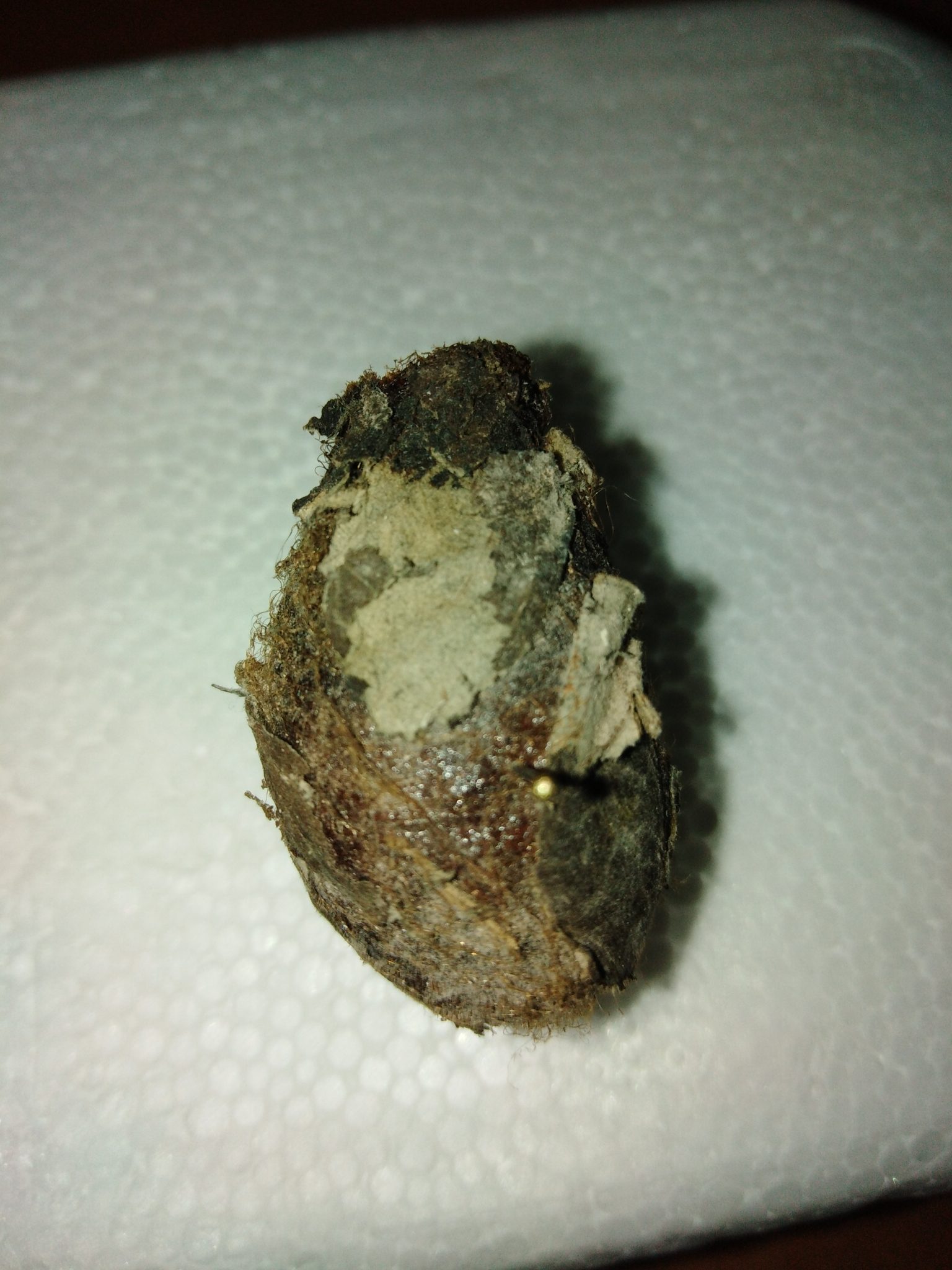 Dendrolimus sibiricus