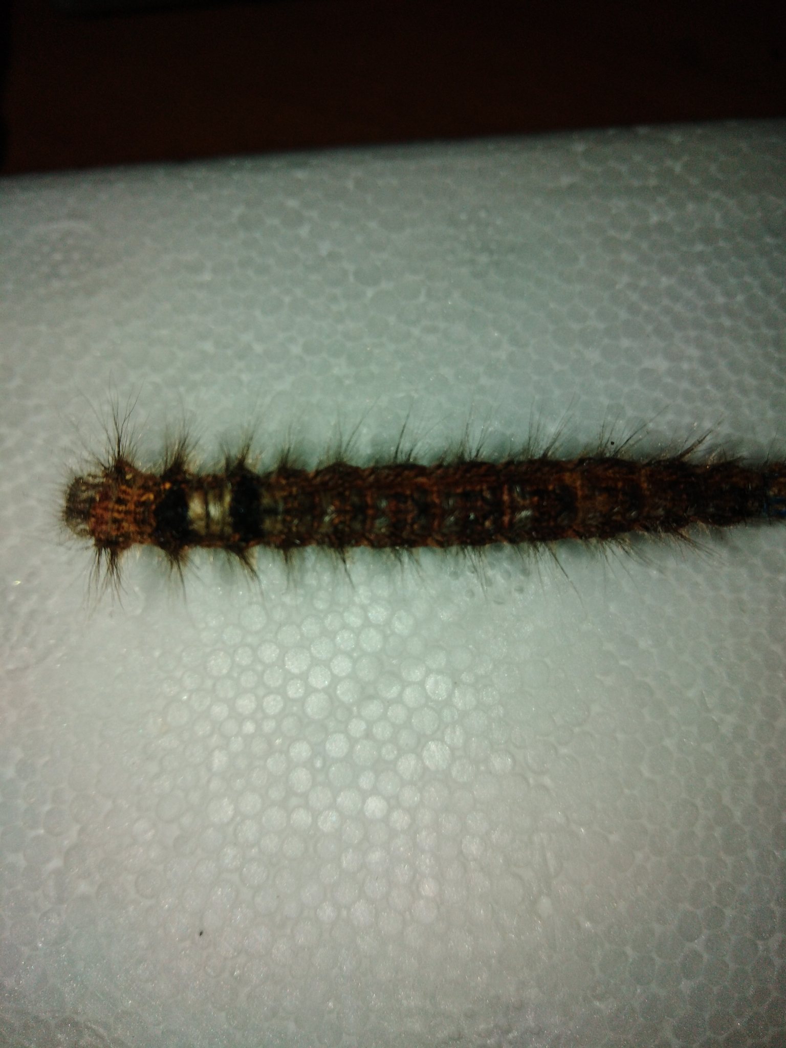 Dendrolimus sibiricus