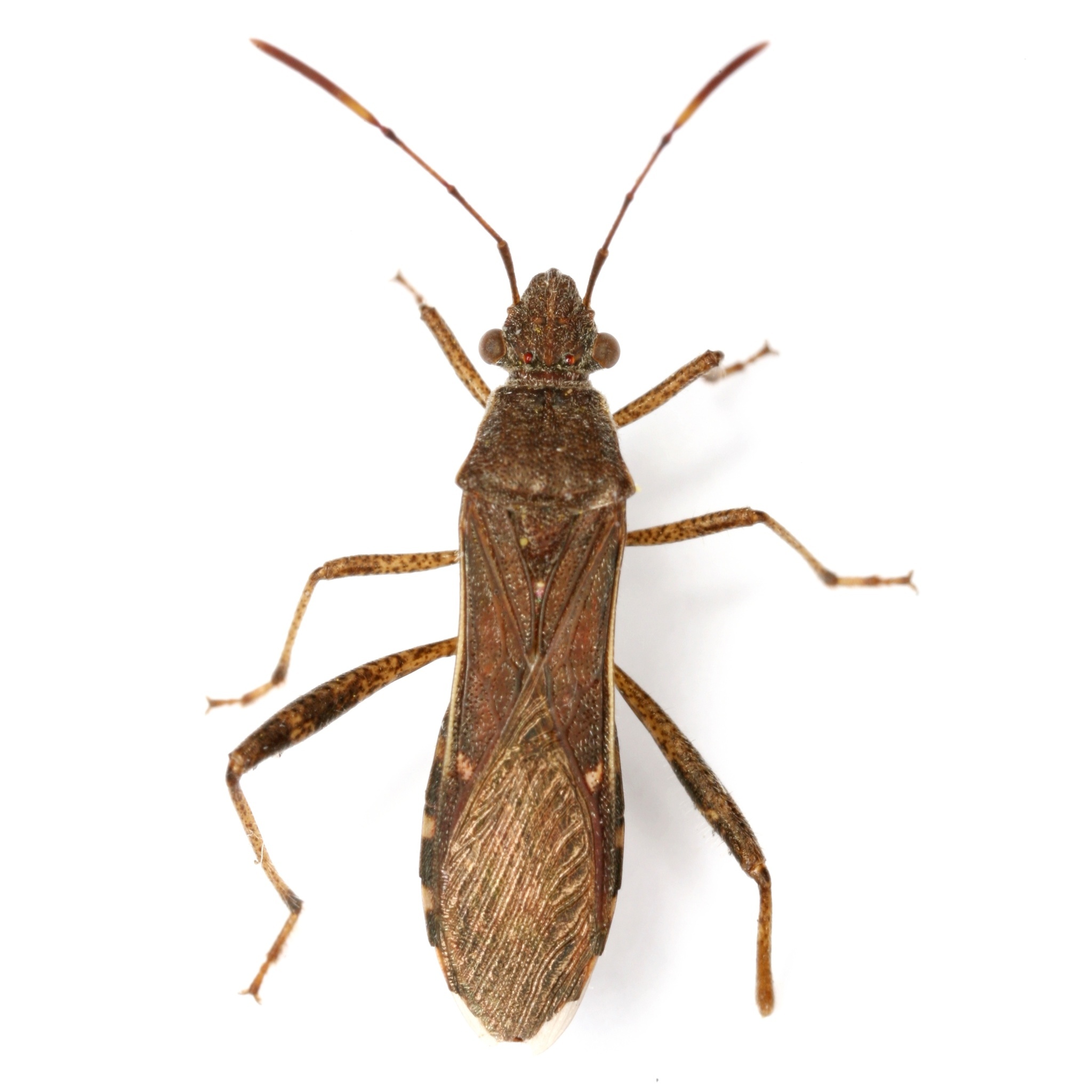 Burtinus notatipennis