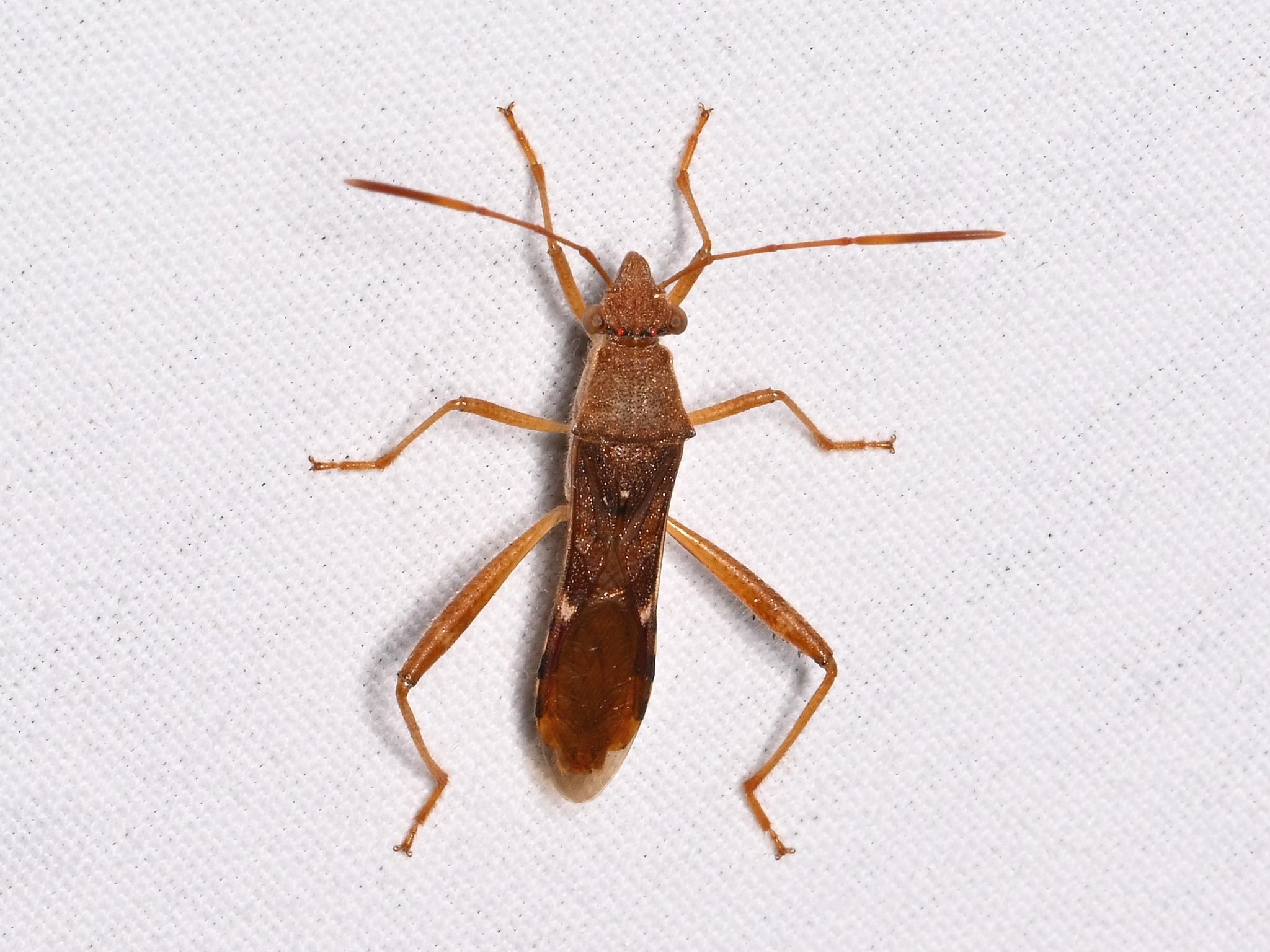 Burtinus notatipennis