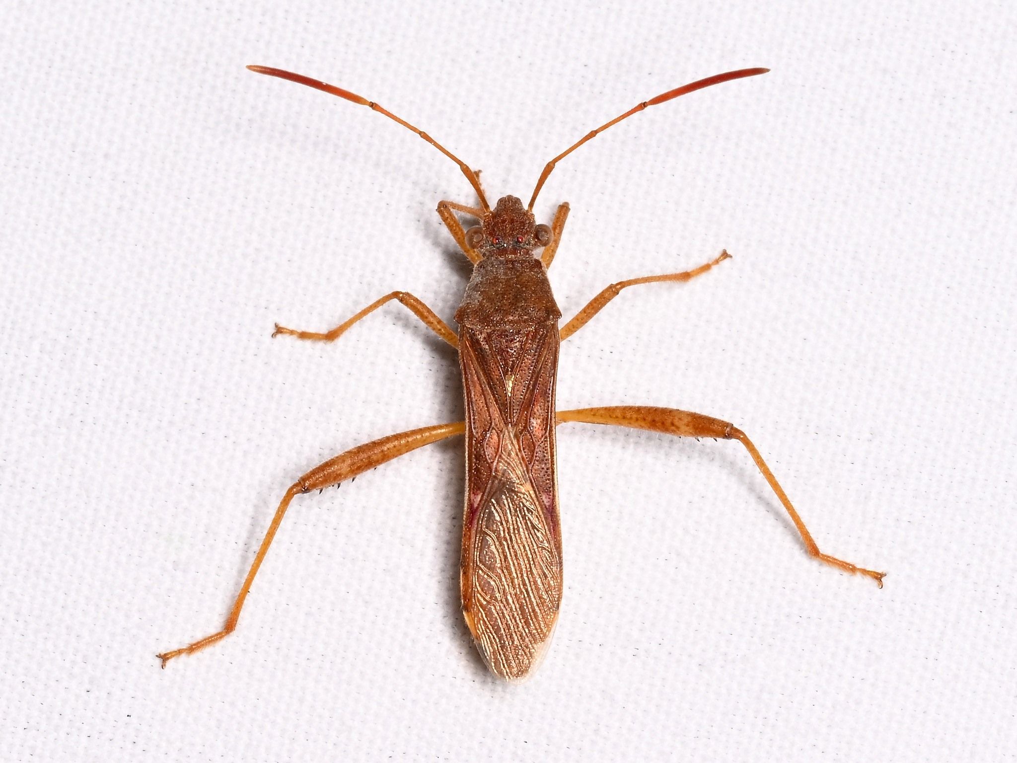 Burtinus notatipennis